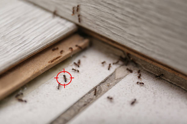 Best Emergency Pest Control  in Happy Valley, CA