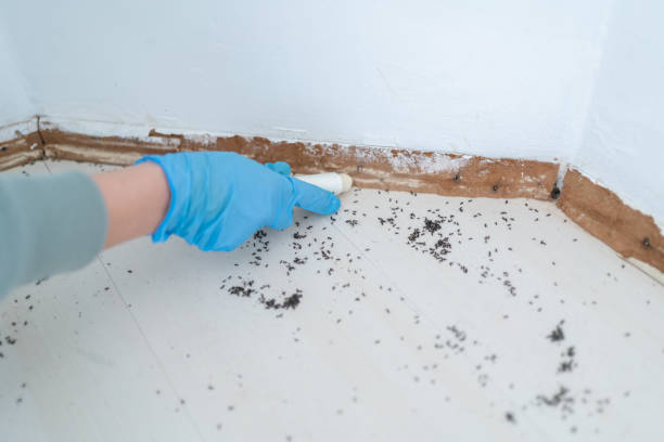 Best Pest Removal Services  in Happy Valley, CA